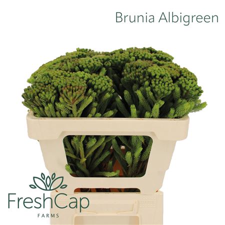 Brun Albiflora