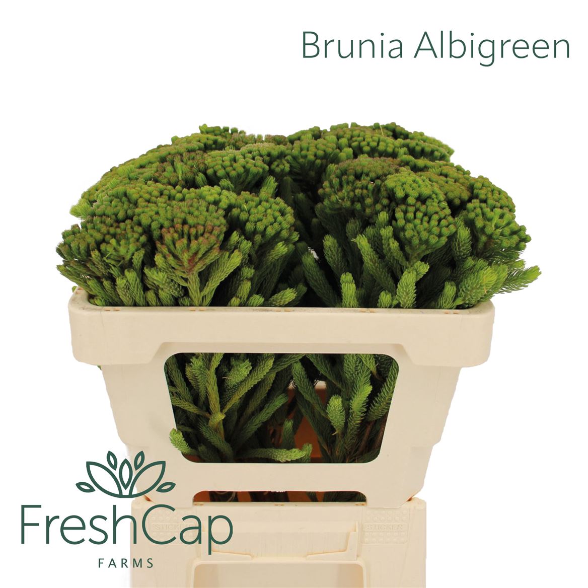 Brunia Albiflora 50cm