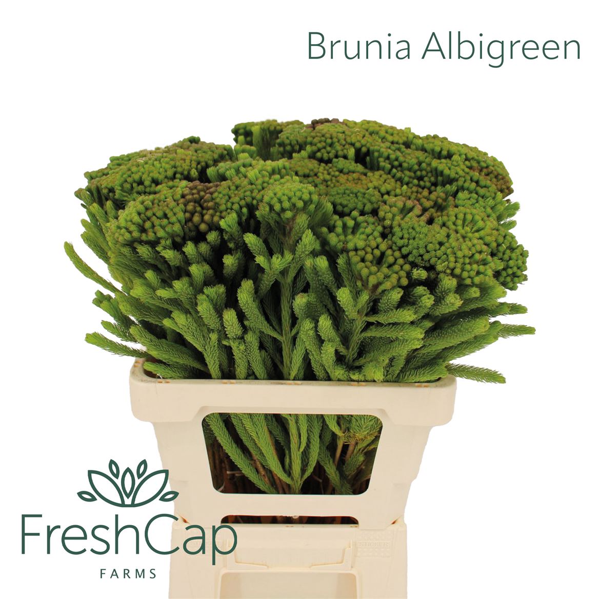 Brunia Albiflora 60cm