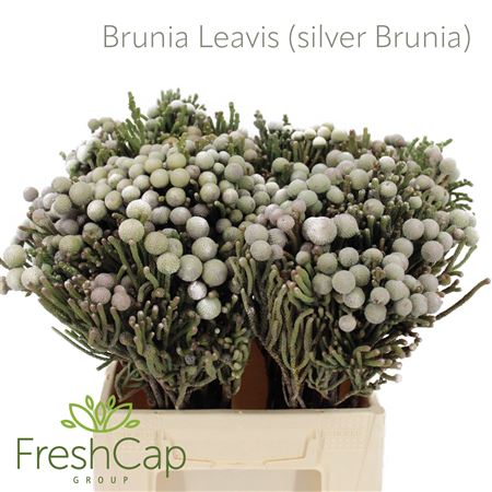 Brun Laevis