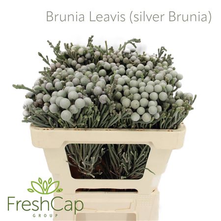 Brun Laevis
