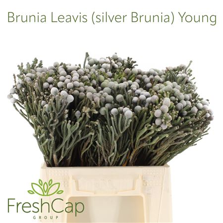 Brun Laevis