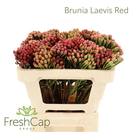 Brun La Red