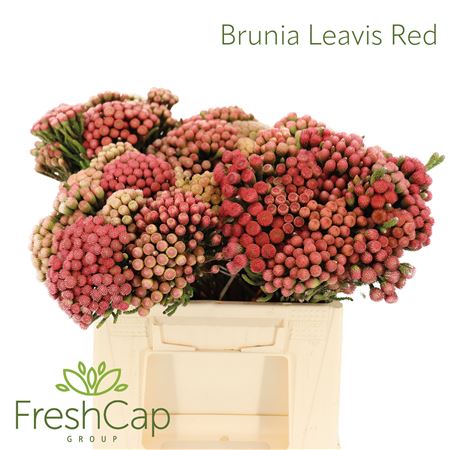 Brun La Red