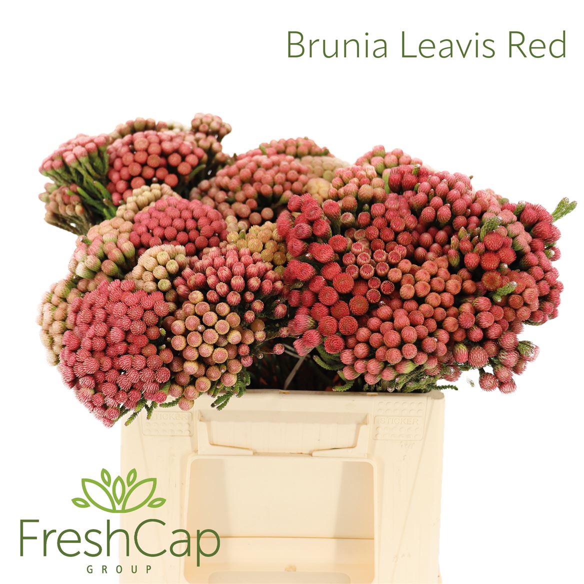 Brunia Laevis Red 40cm