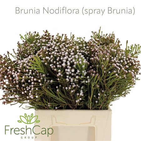 Brun Noduliflora