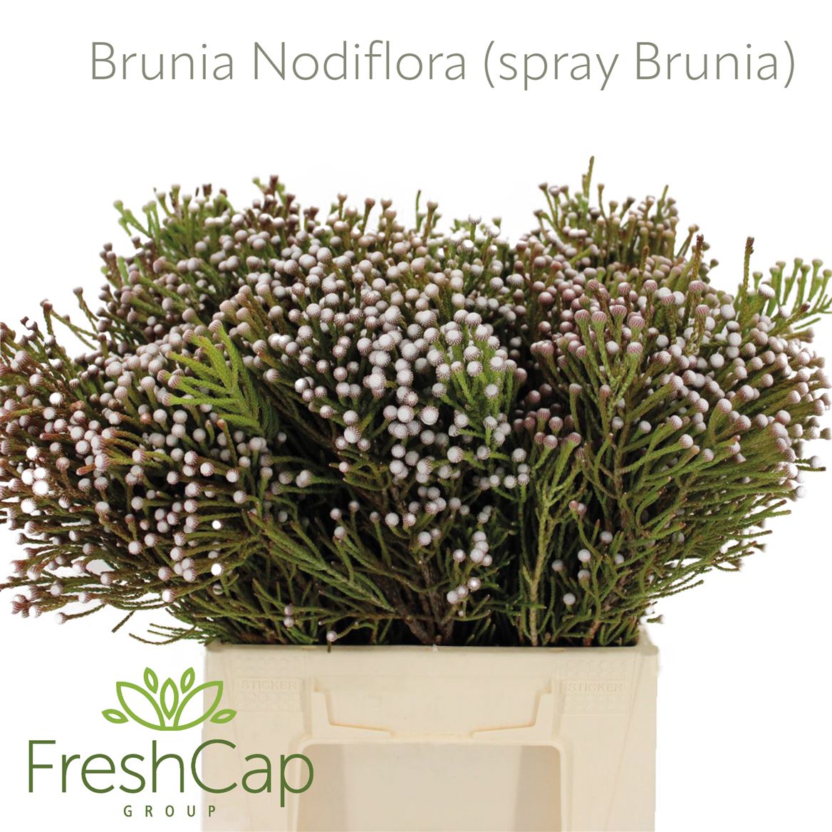 Brunia Noduliflora 40cm