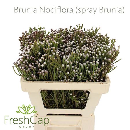 Brun Noduliflora