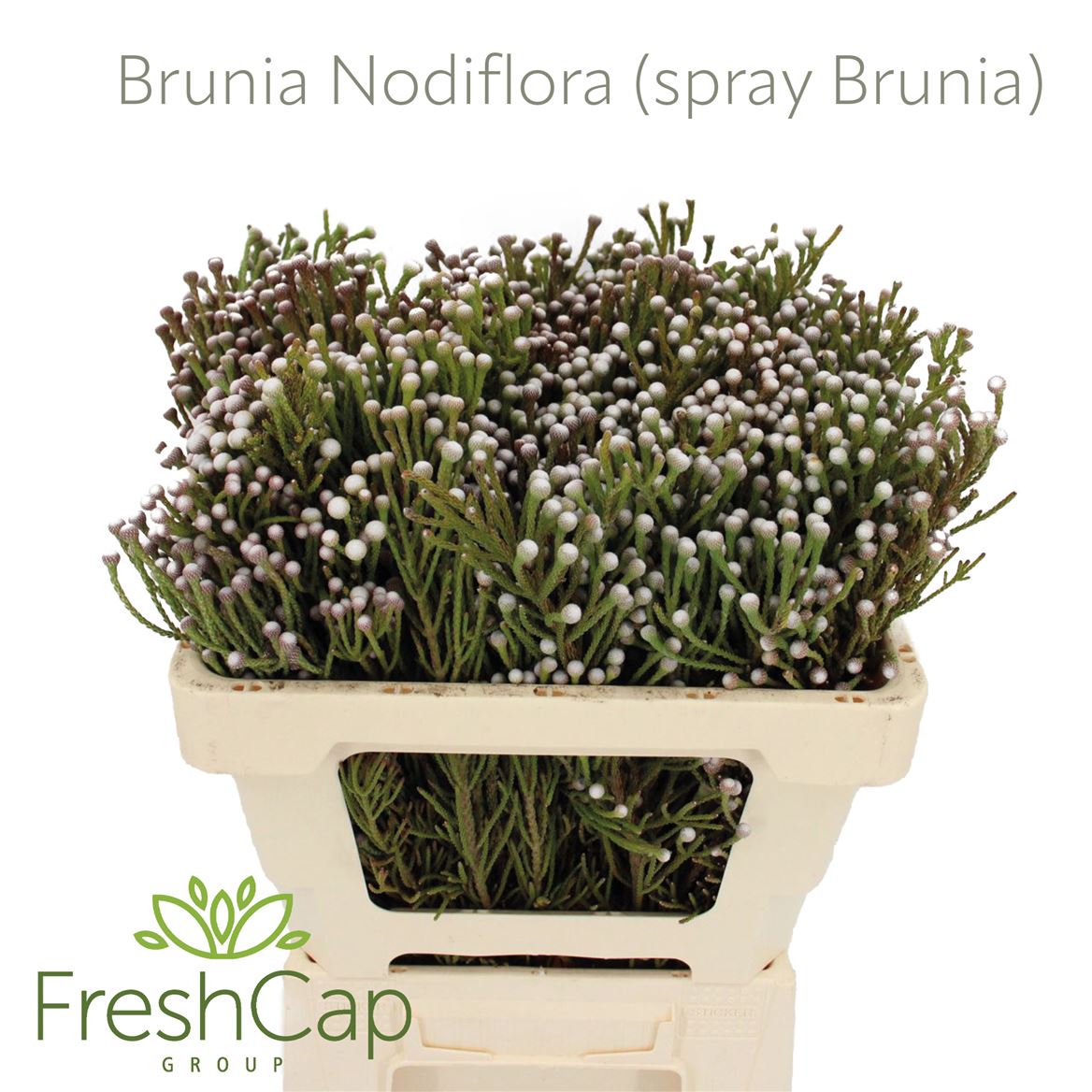 Brunia Nodiflora 50cm