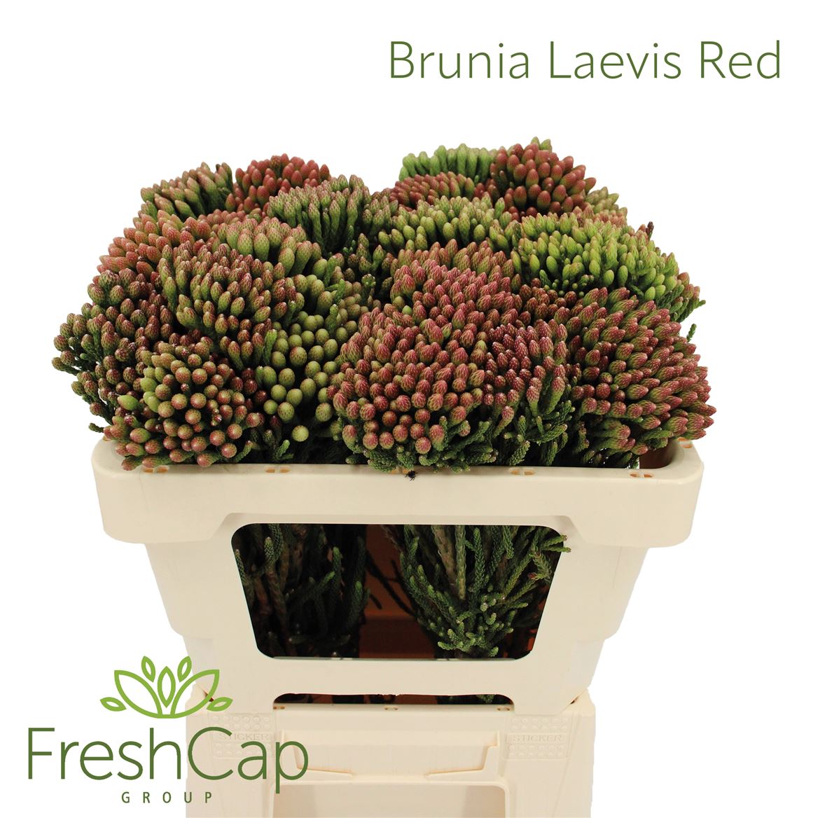 Brunia Laevis Red 50cm