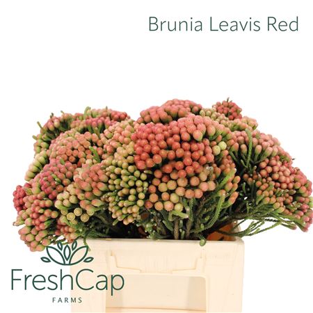 Brun La Red