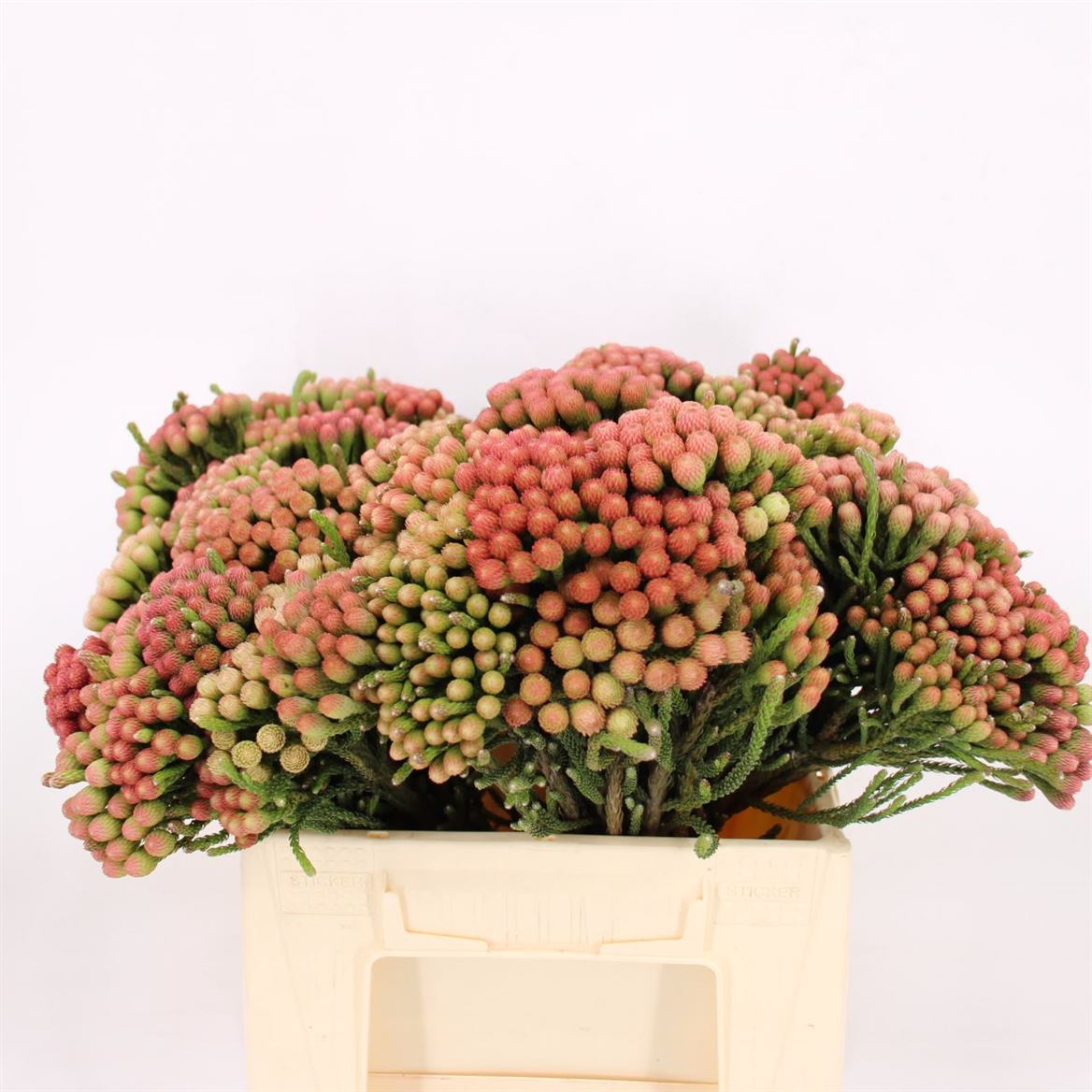 Brunia Laevis Red 40cm