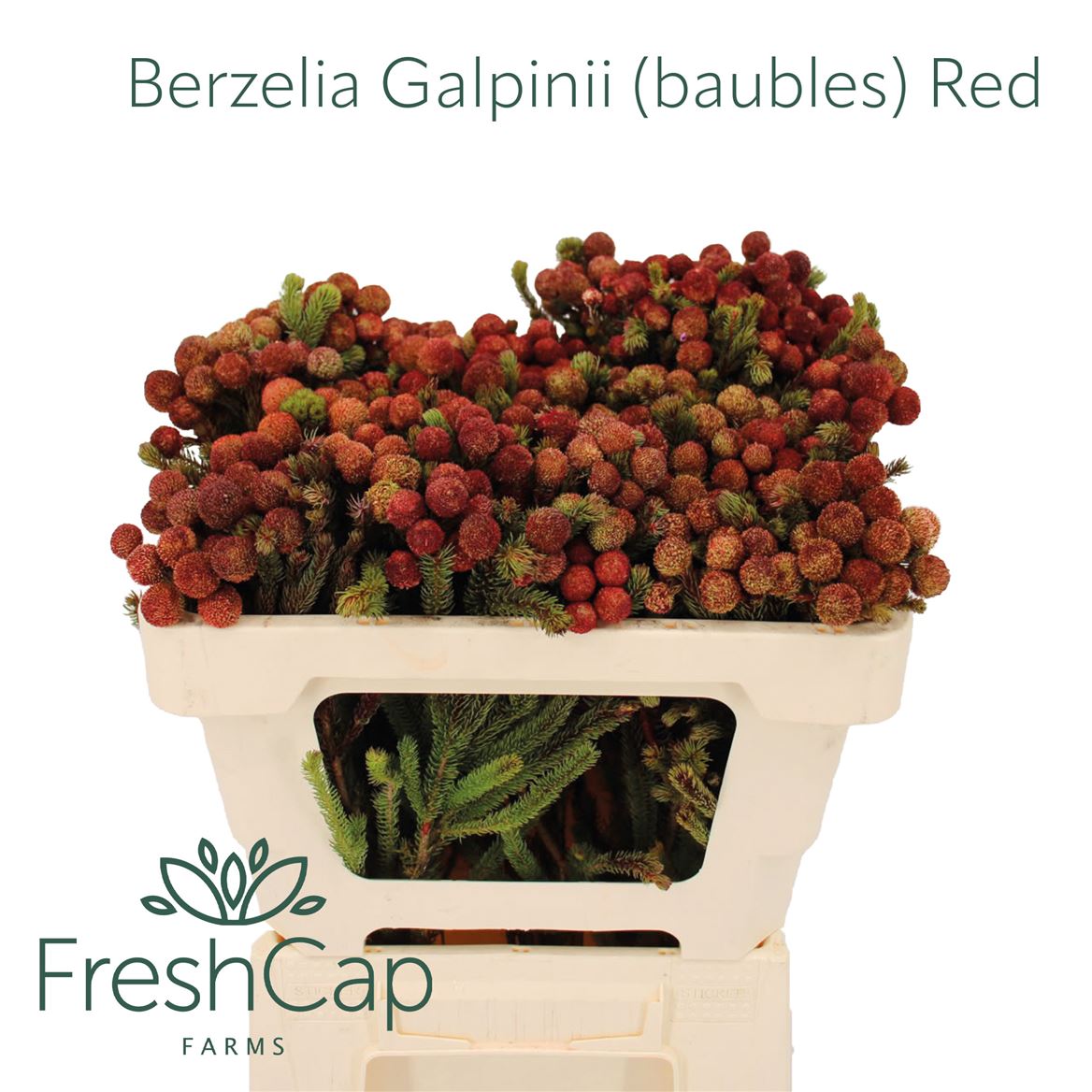 Berzelia Galpinii 50cm