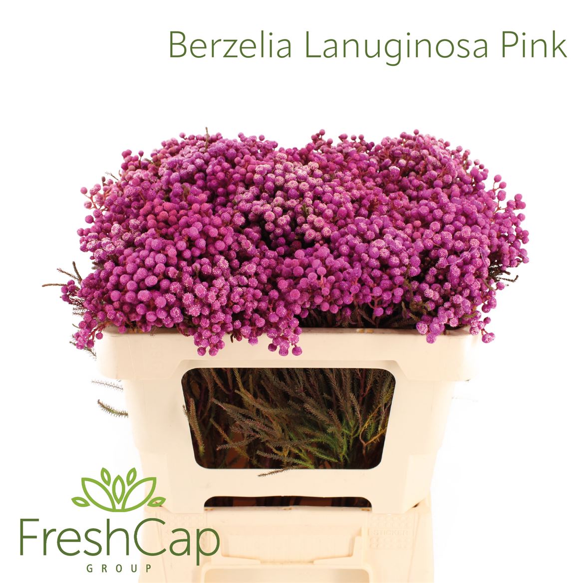 Berzelia Lanuginosa 50cm