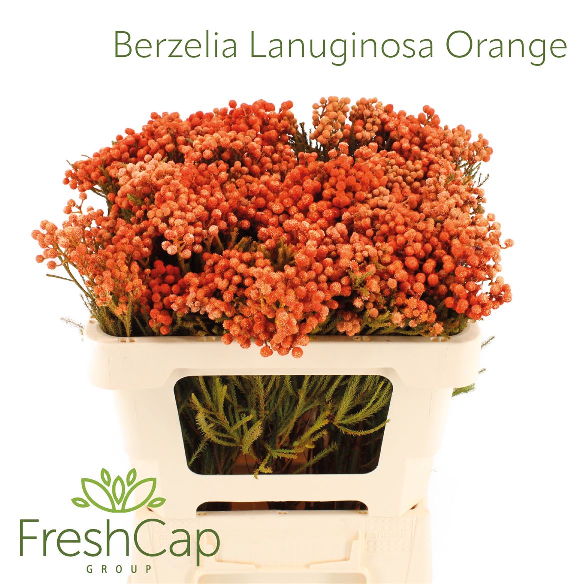 Berzelia Lanuginosa 50cm