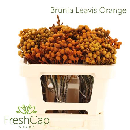 Brun Laevis