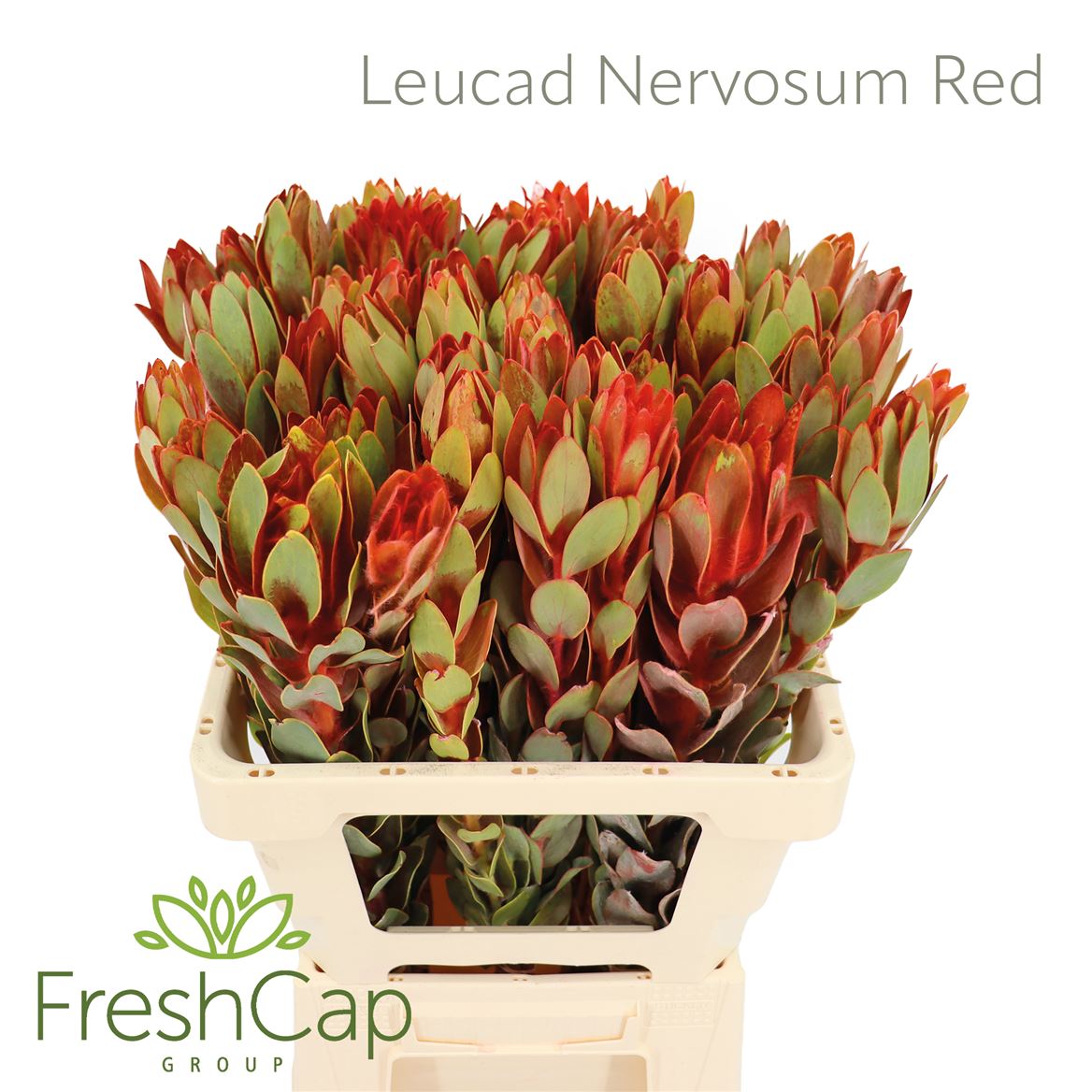 Leucadendron Nervosum Red 60cm