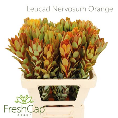 Leucad Nervosum