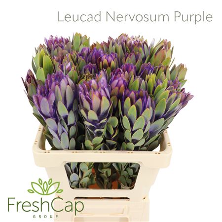 Leucad Nervosum