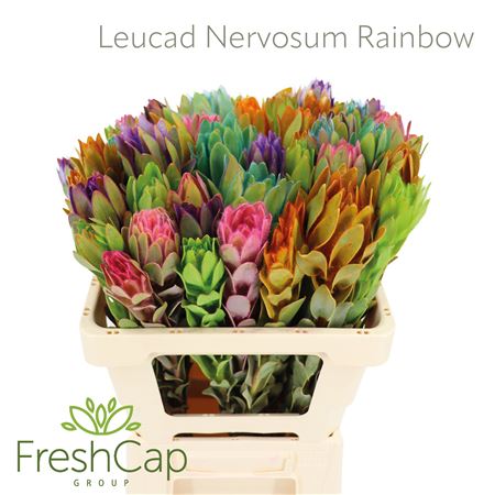 Leucad Nervosum