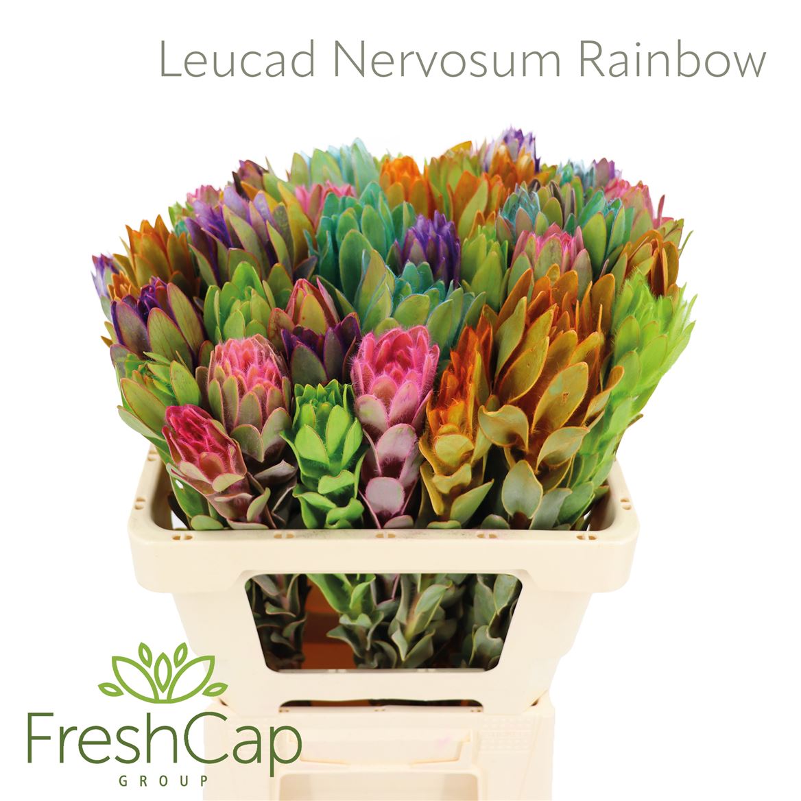 Leucadendron Nervosum Rainbow 60cm