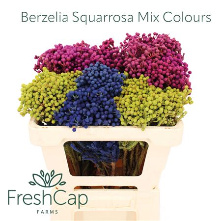 Berz Squarrosa