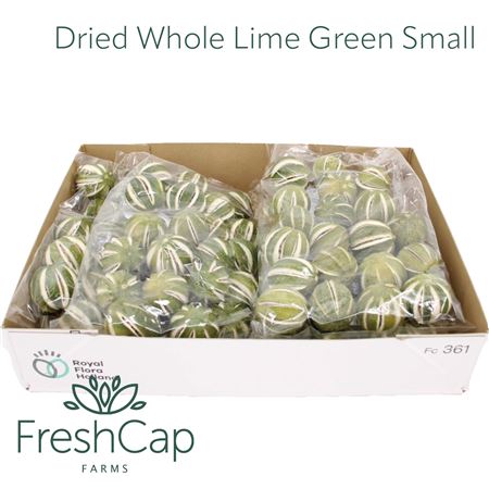 Dried Whole Lime Green Small