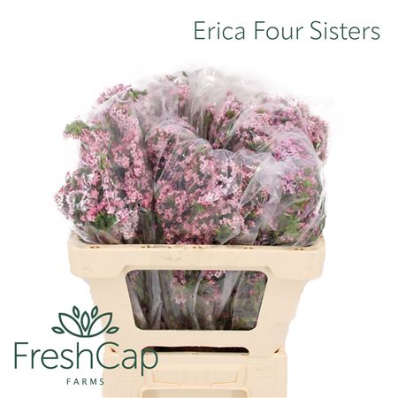 Erica Fastigiata