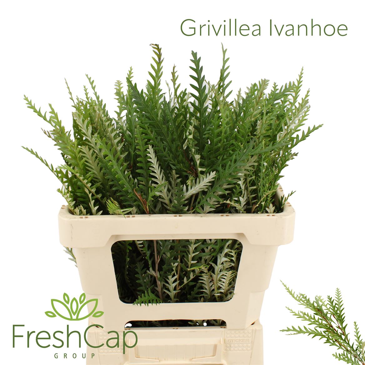 Grevillea Ivanhoe Bronze 50cm