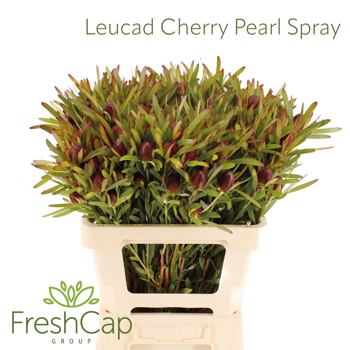 Leucadendron Ayoba Cherry Pearl 50cm