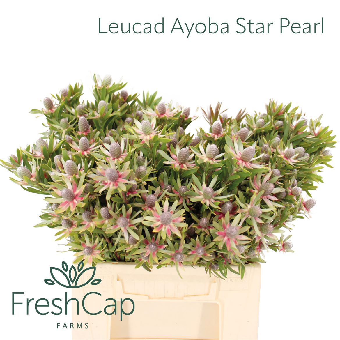 Leucad Ayoba St Pear 40cm