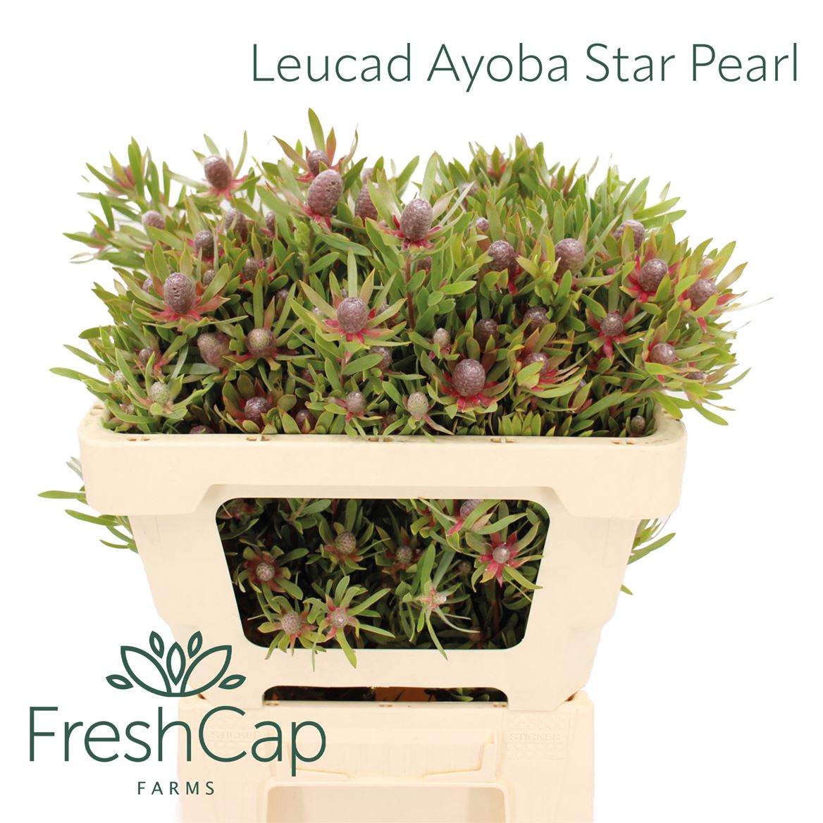 Leucad Ayoba St Pear 50cm
