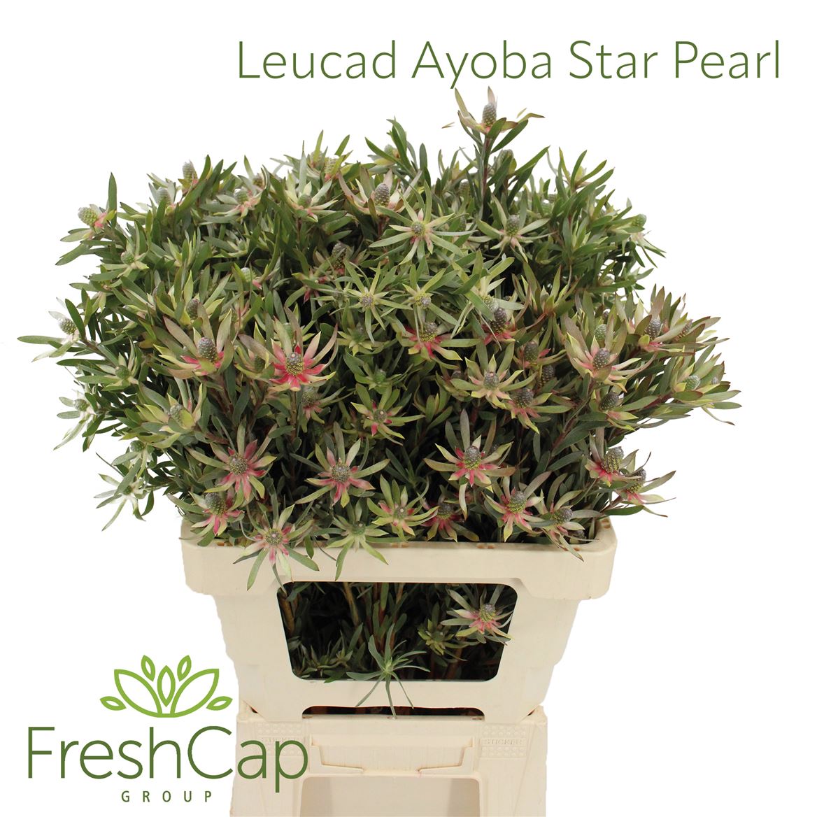 Leucad Ayoba St Pear 60cm