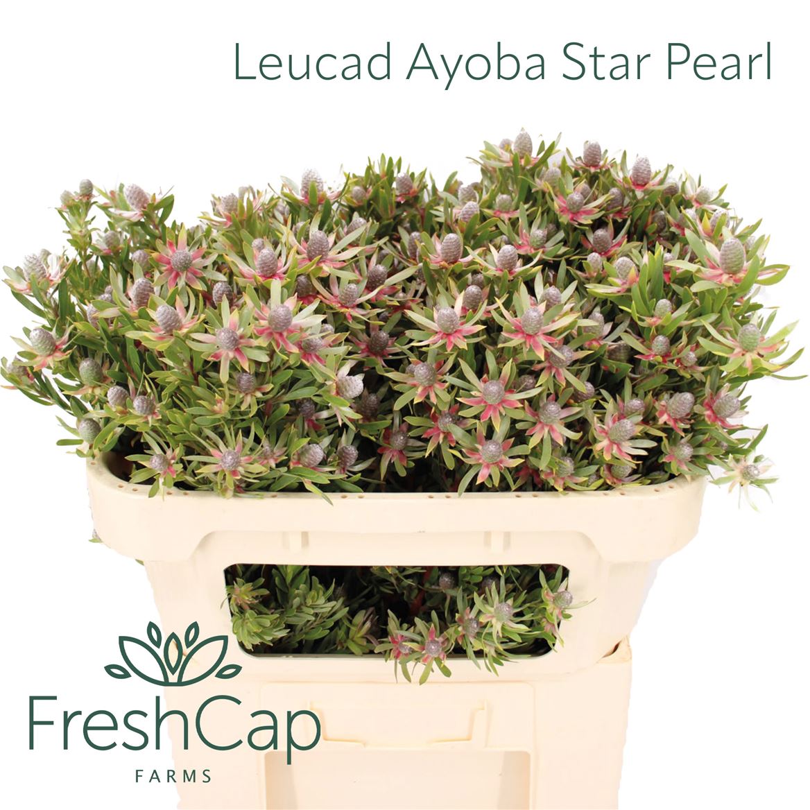 Leucad Ayoba St Pear 70cm