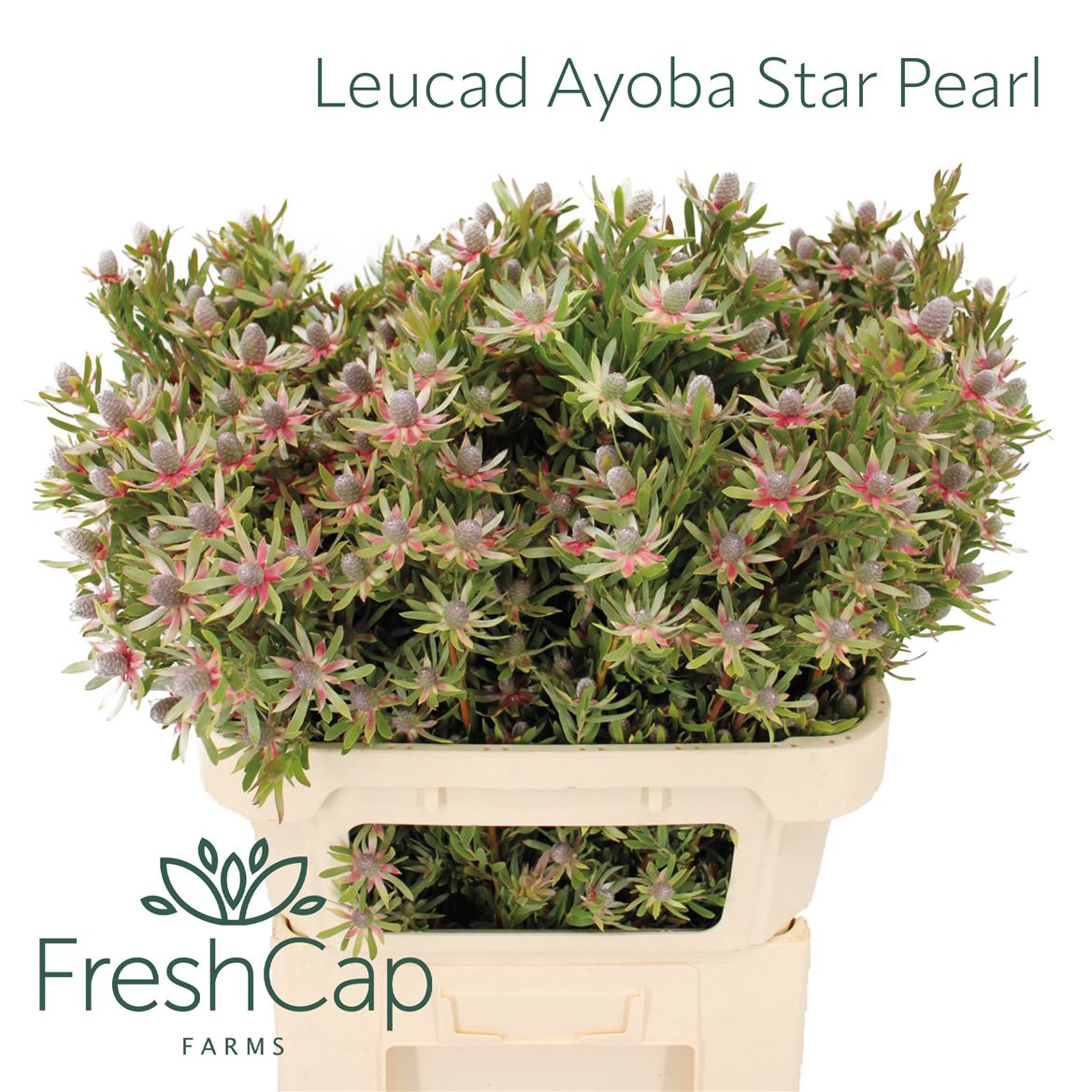 Leucad Ayoba St Pear 60cm