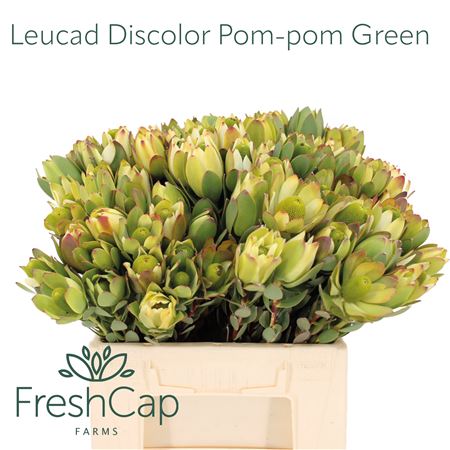 Leucad Disc Pom-pom