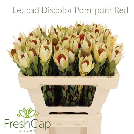 Leucad Disc Pom-pom