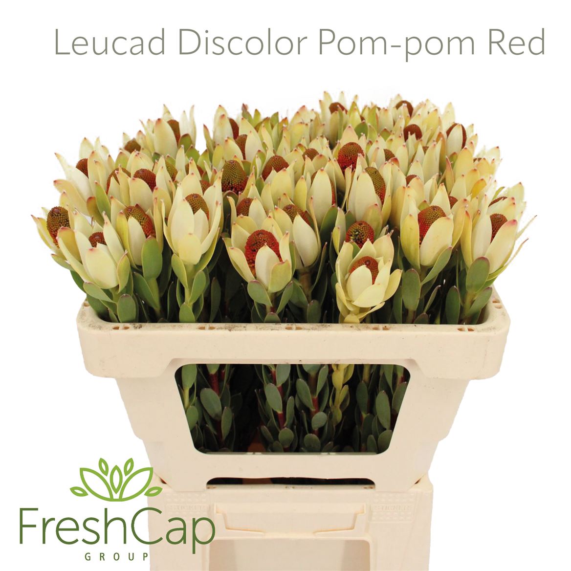 Leucadendron Discolor Pom-Pom 50cm
