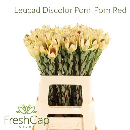 Leucad Disc Pom-pom