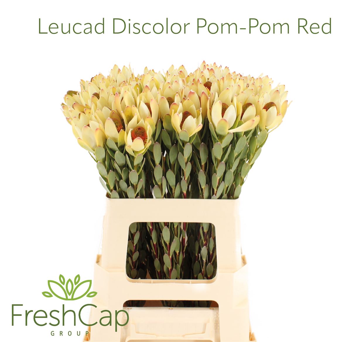 Leucadendron Disc Pom-pom 70cm