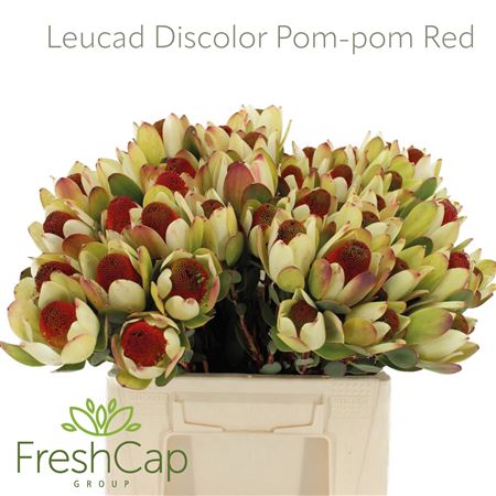 Leucad Disc Pom-pom