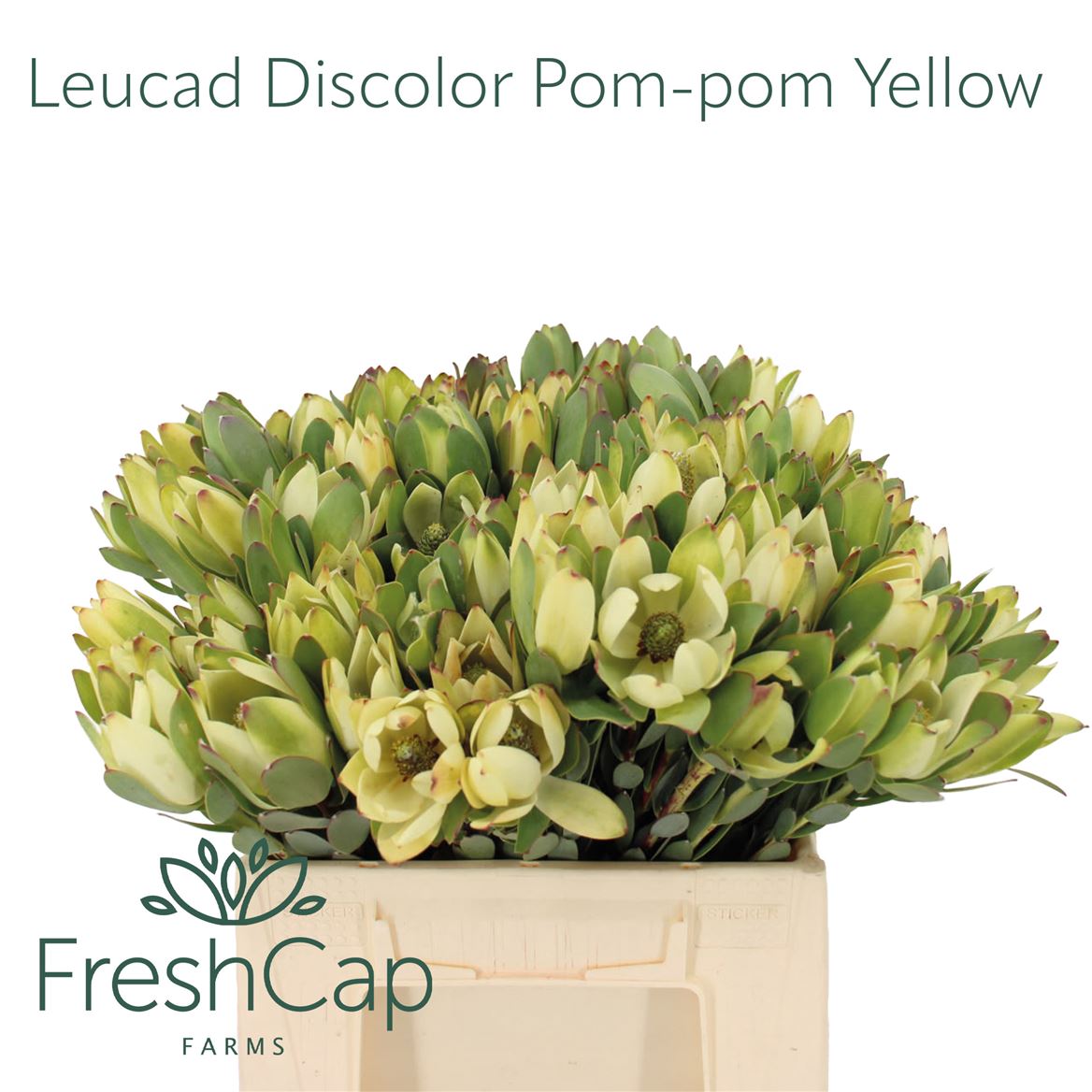 Leucadendron Discolor Pom-Pom 40cm
