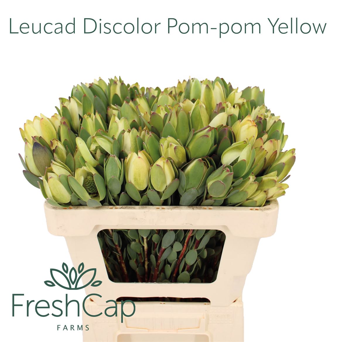 Leucadendron Discolor Pom-Pom 60cm