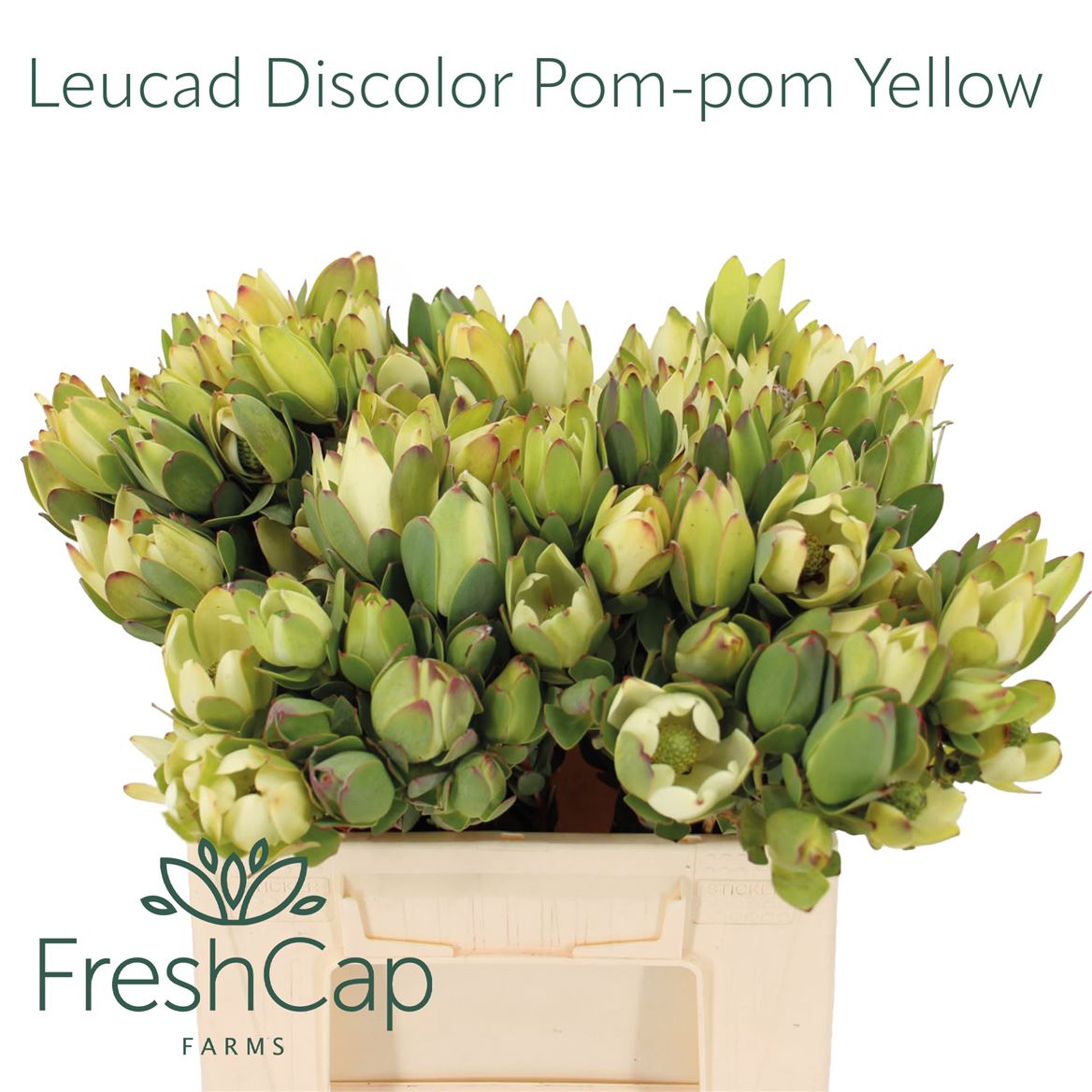 Leucadendron Discolor Pom-Pom 40cm