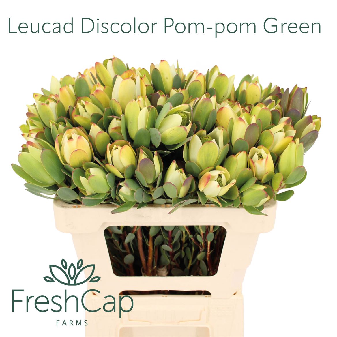 Leucadendron Discolor Pom-Pom 50cm