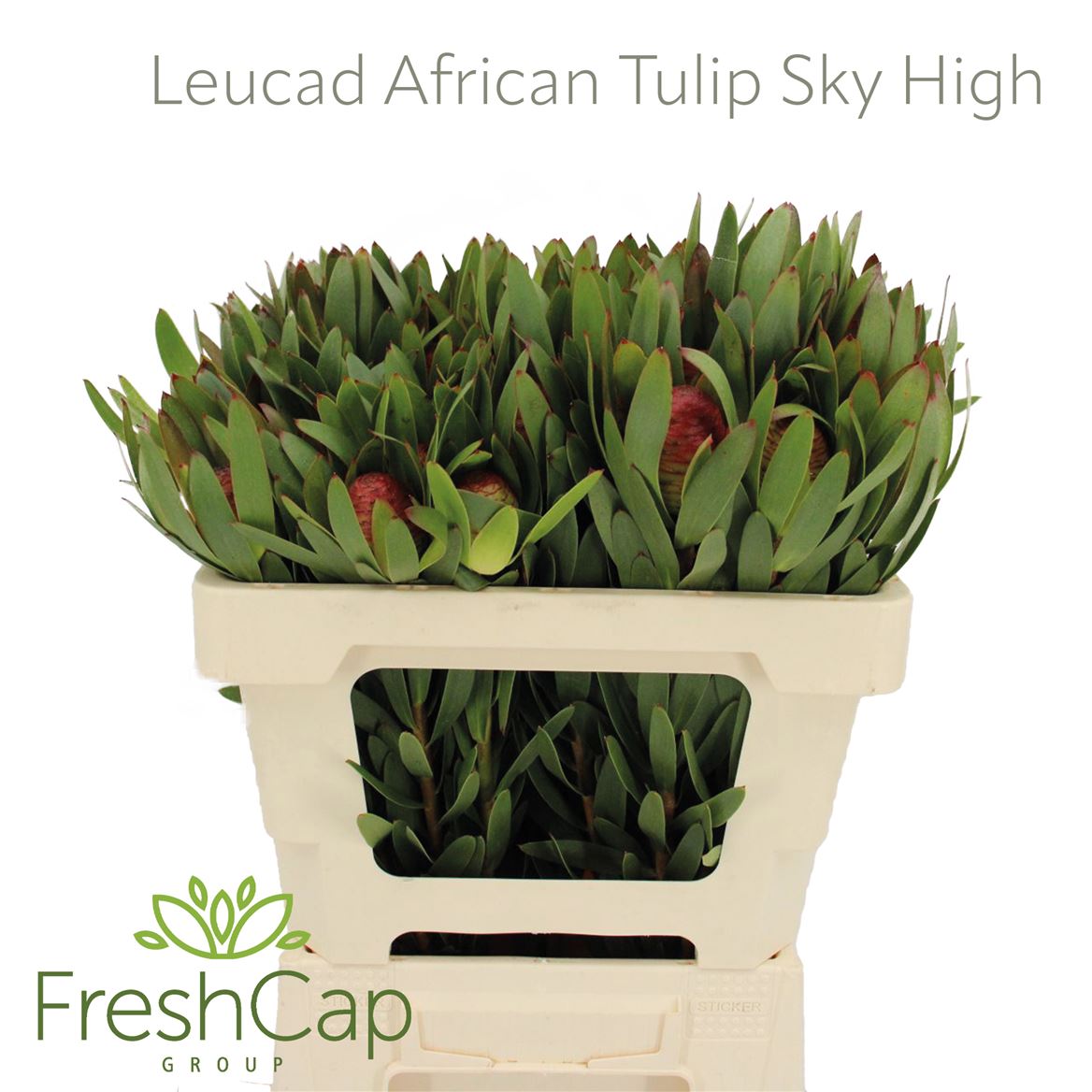 Leucadendron Procerum 50cm