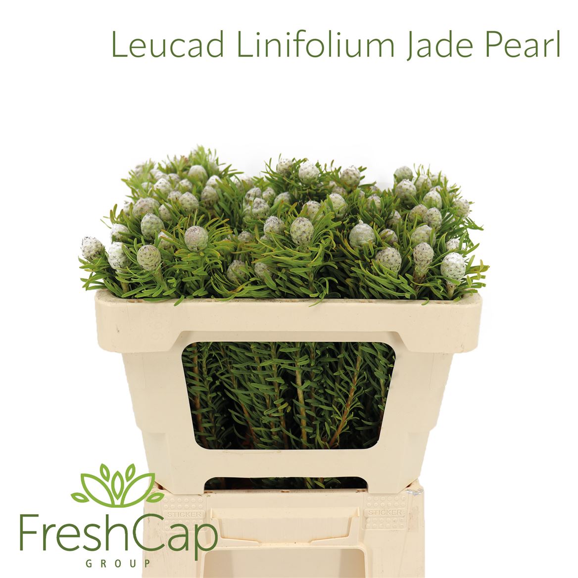 Leucadendron Spray Ayoba Jade Pearl 50cm