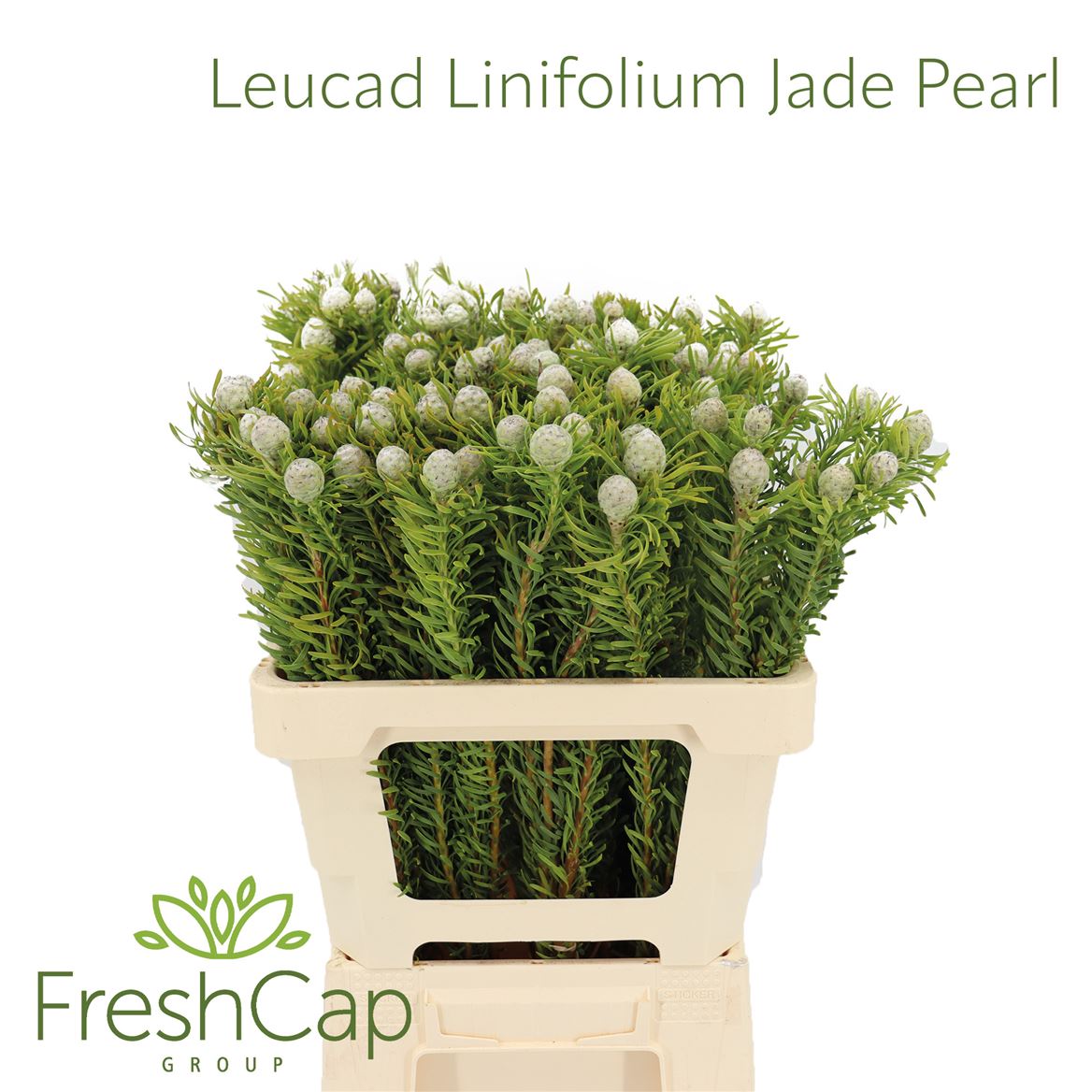 Leucadendron Spray Ayoba Jade Pearl 60cm