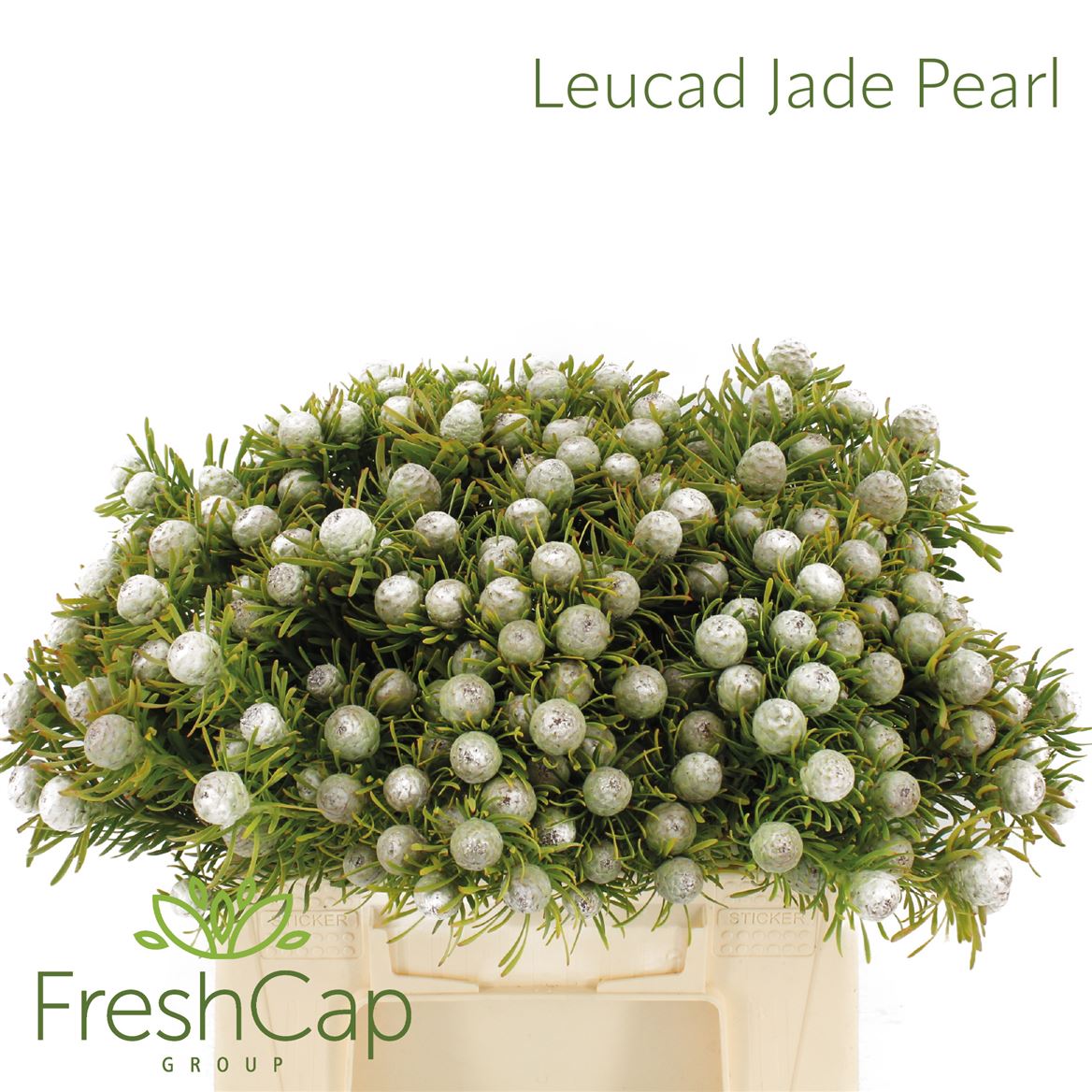 Leucadendron Spray Ayoba Jade Pearl 40cm