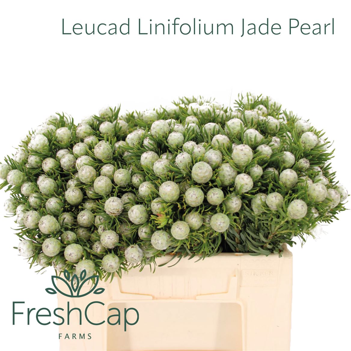 Leucadendron L Jad Pe Vert 35cm